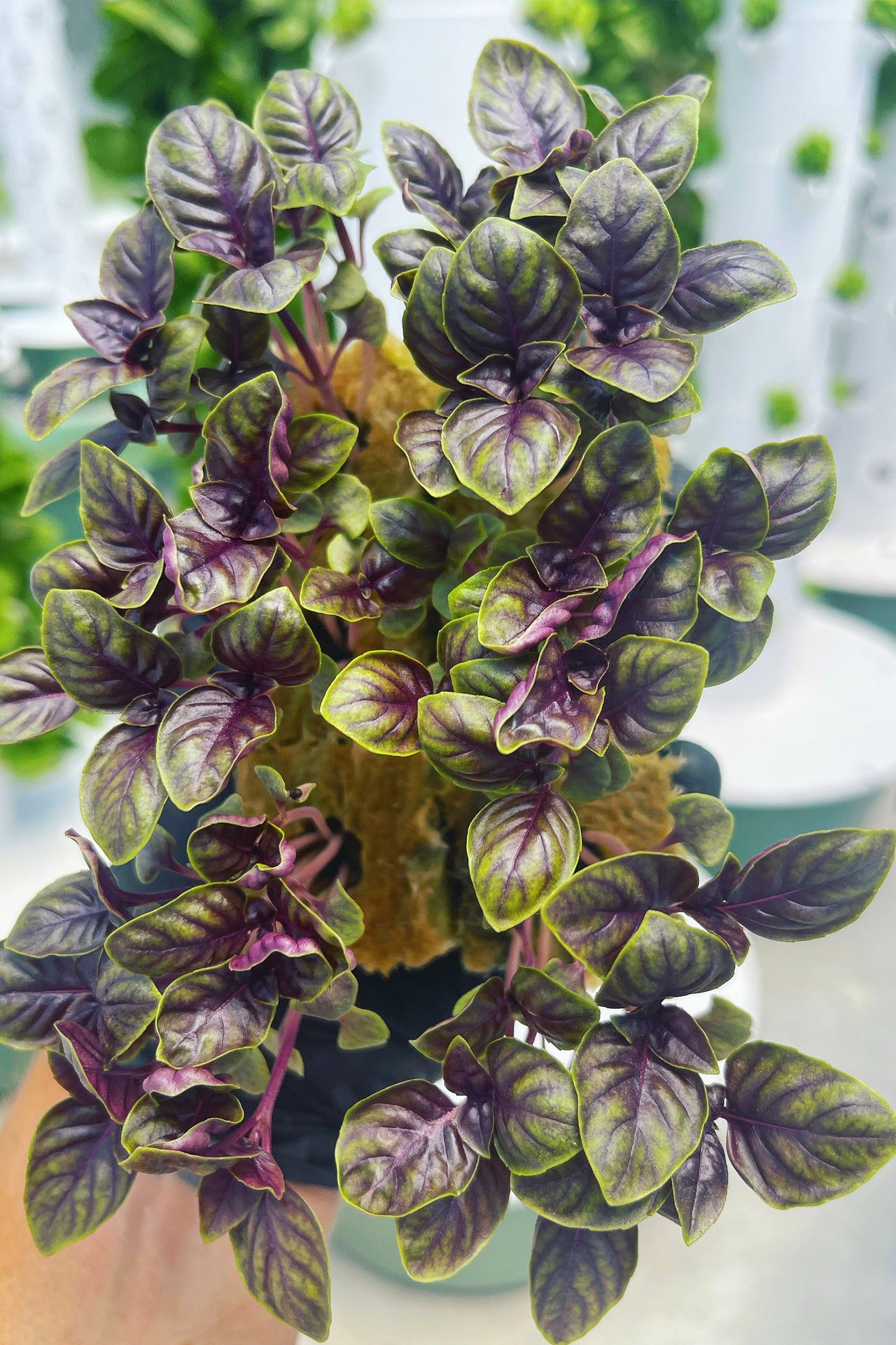 Purple Basil