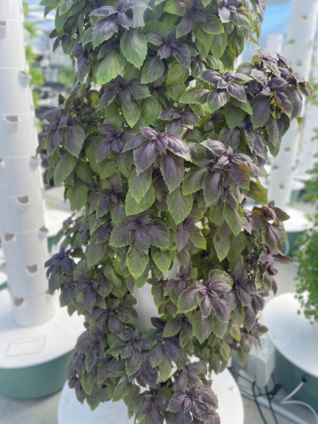 Purple Basil