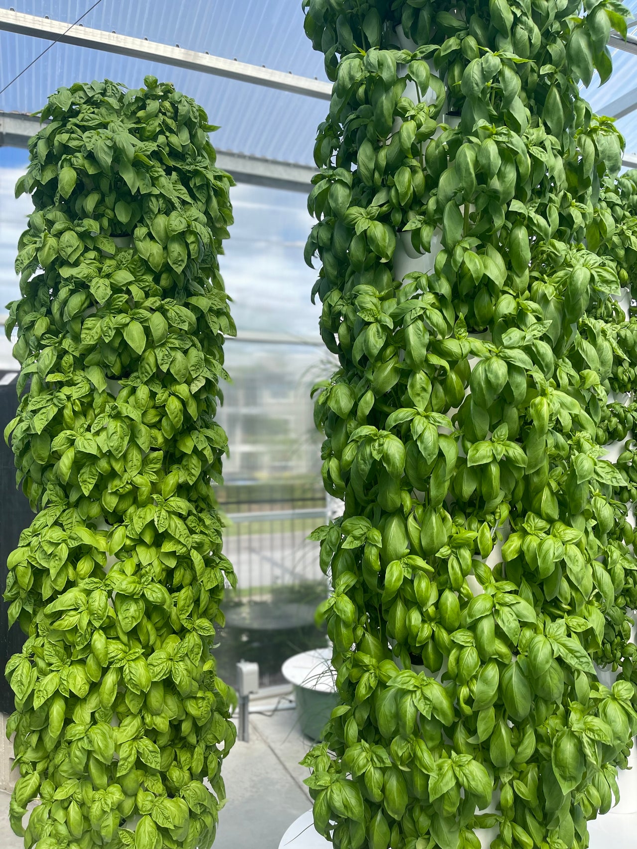 indoor basil plants for sale Green Basil – Le Roots