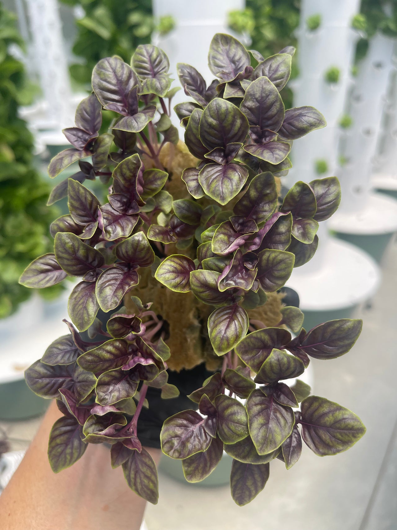 Purple Basil