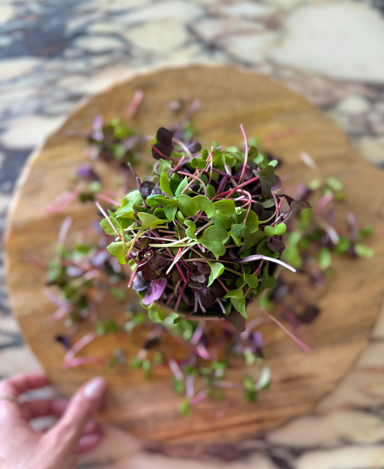 Confetti Radish Mix
