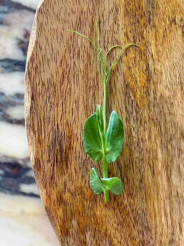 Pea Tendrils