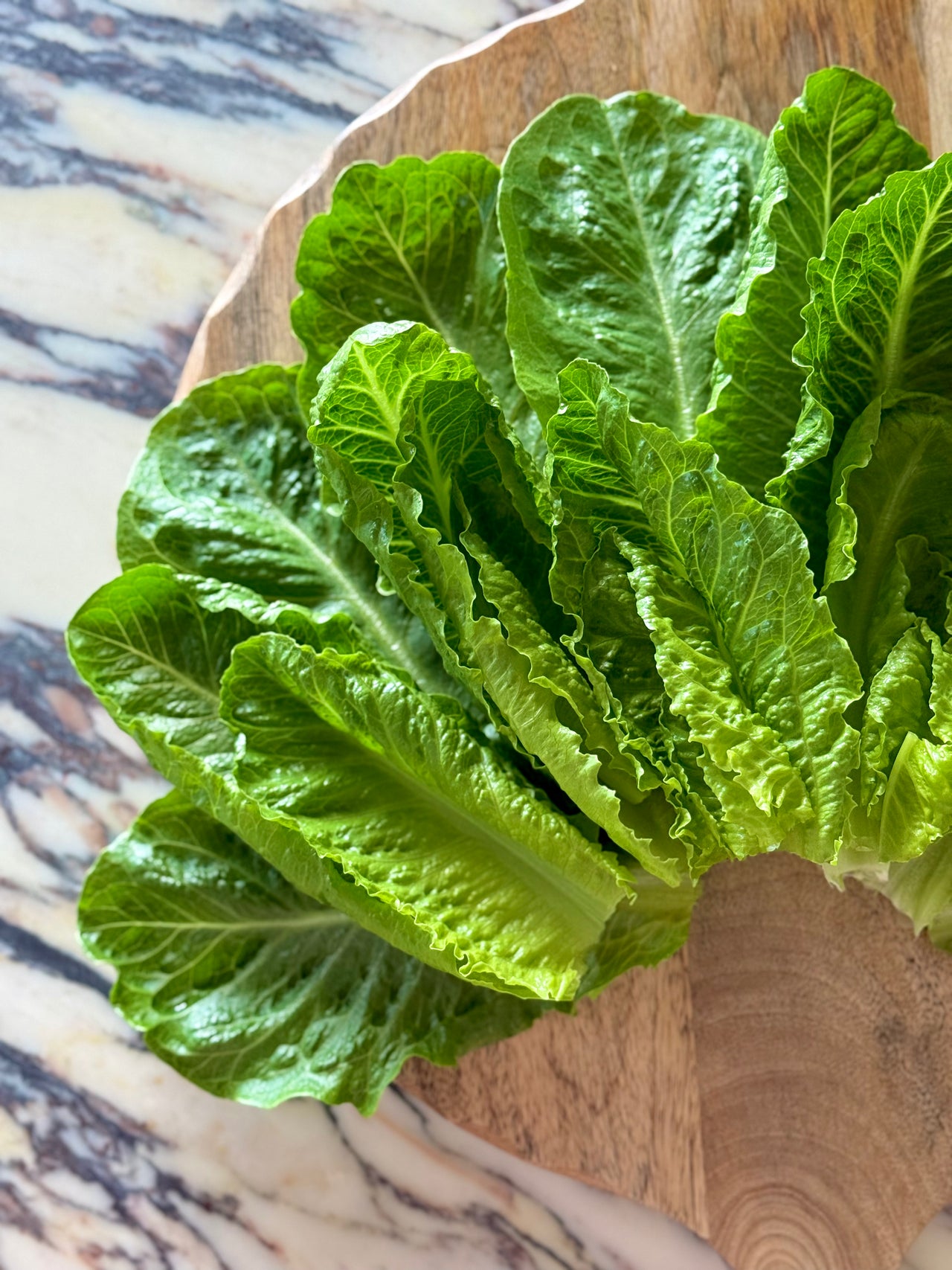 Artisan Romaine