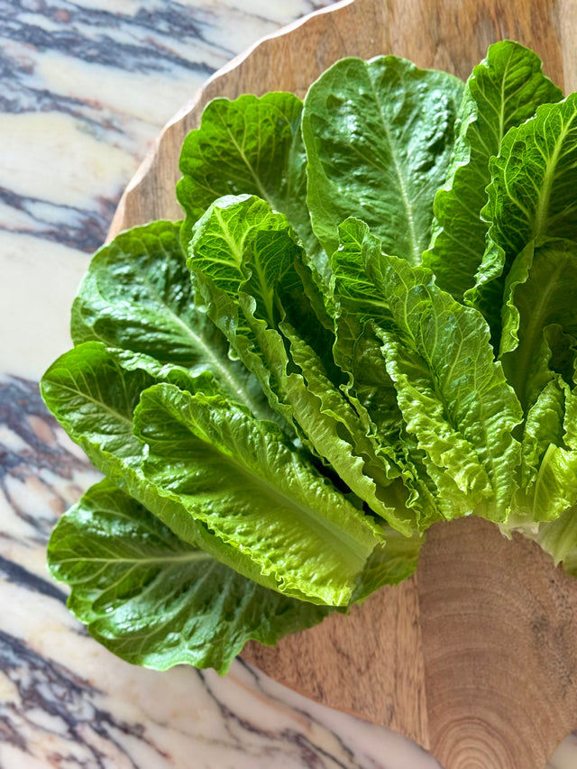 Artisan Romaine