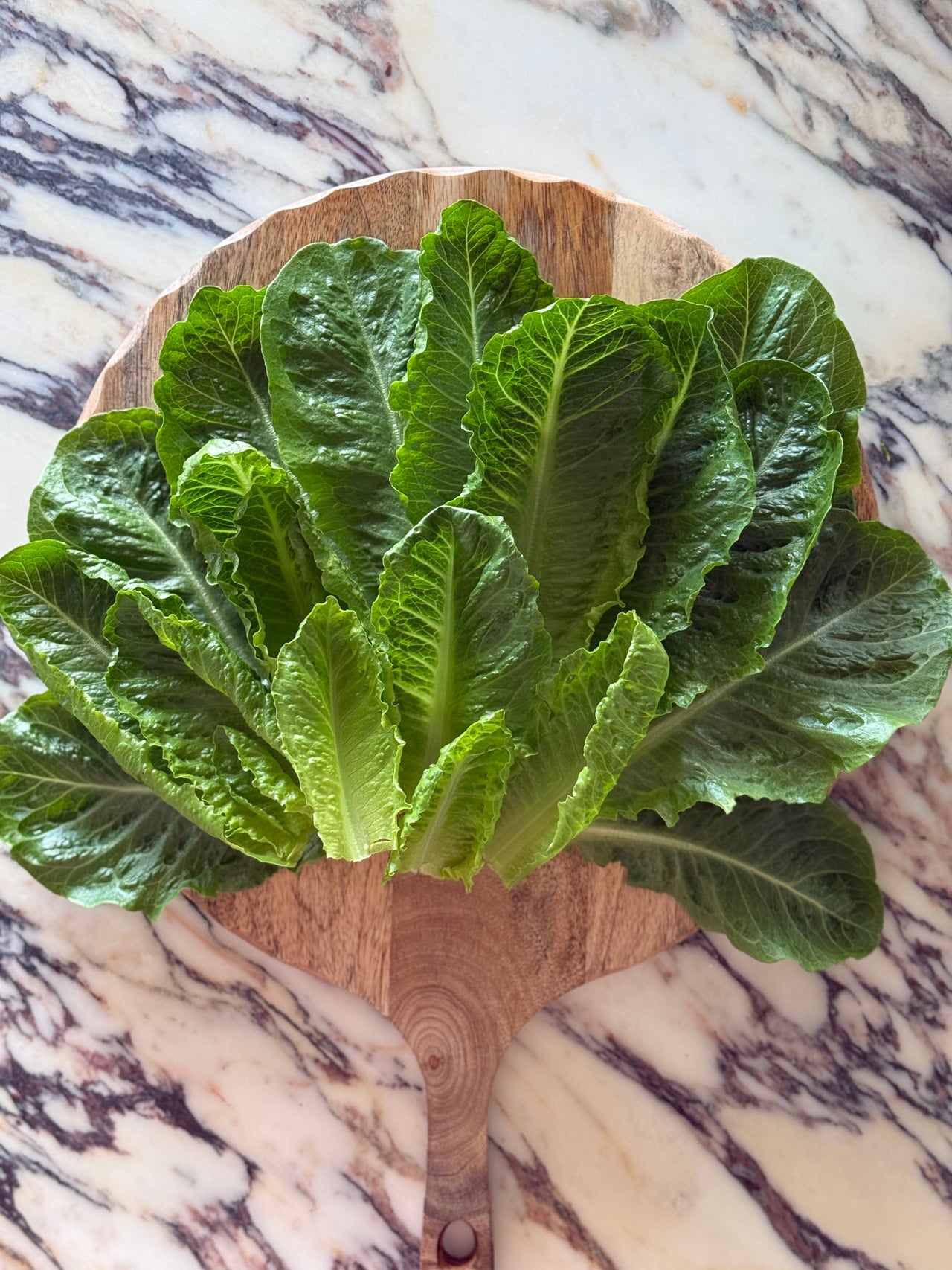 Artisan Romaine
