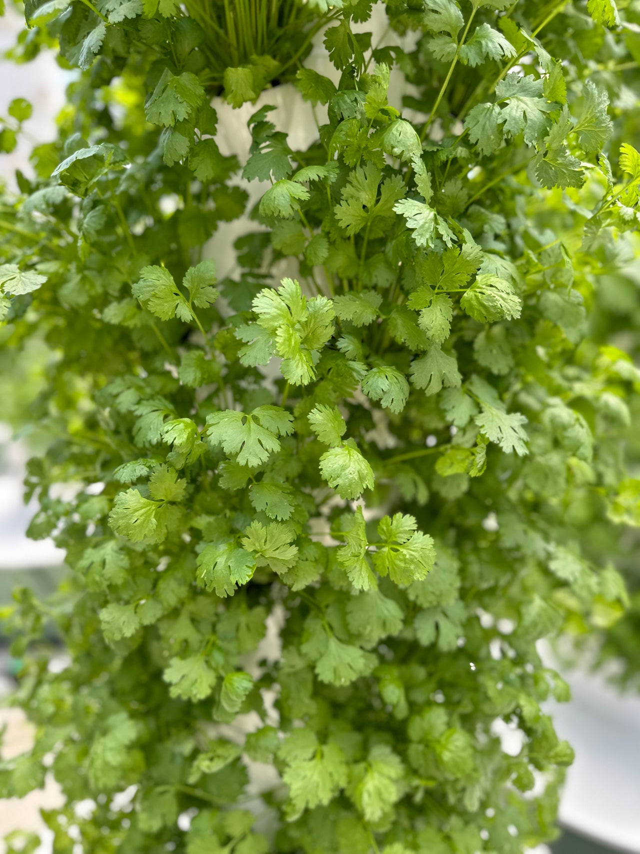 Cilantro