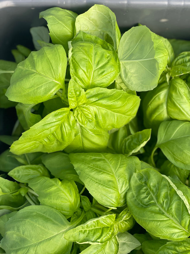 Green Basil