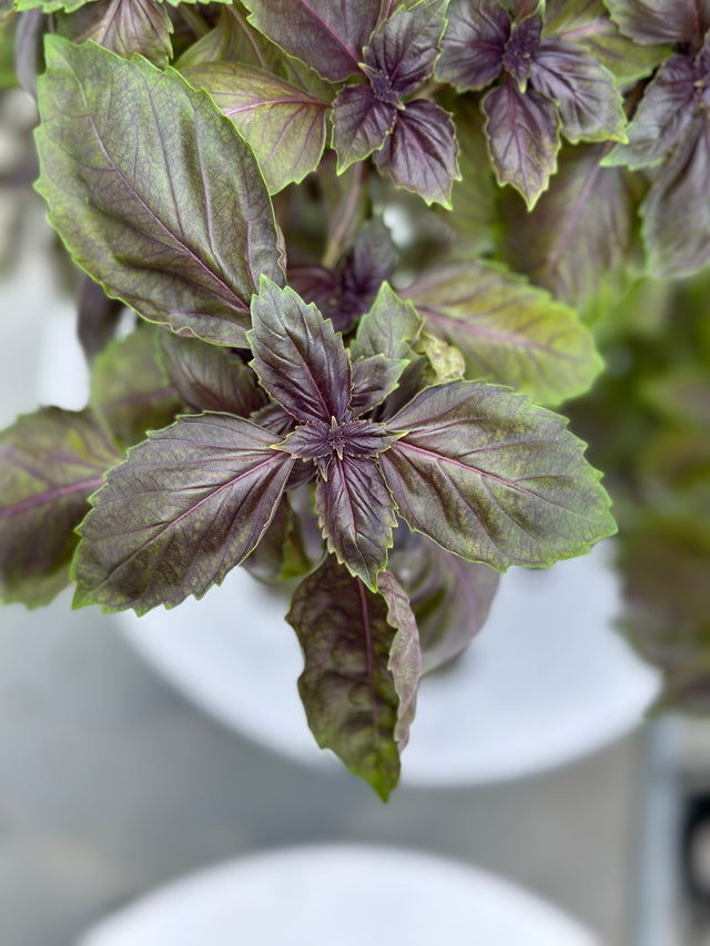 Purple Basil