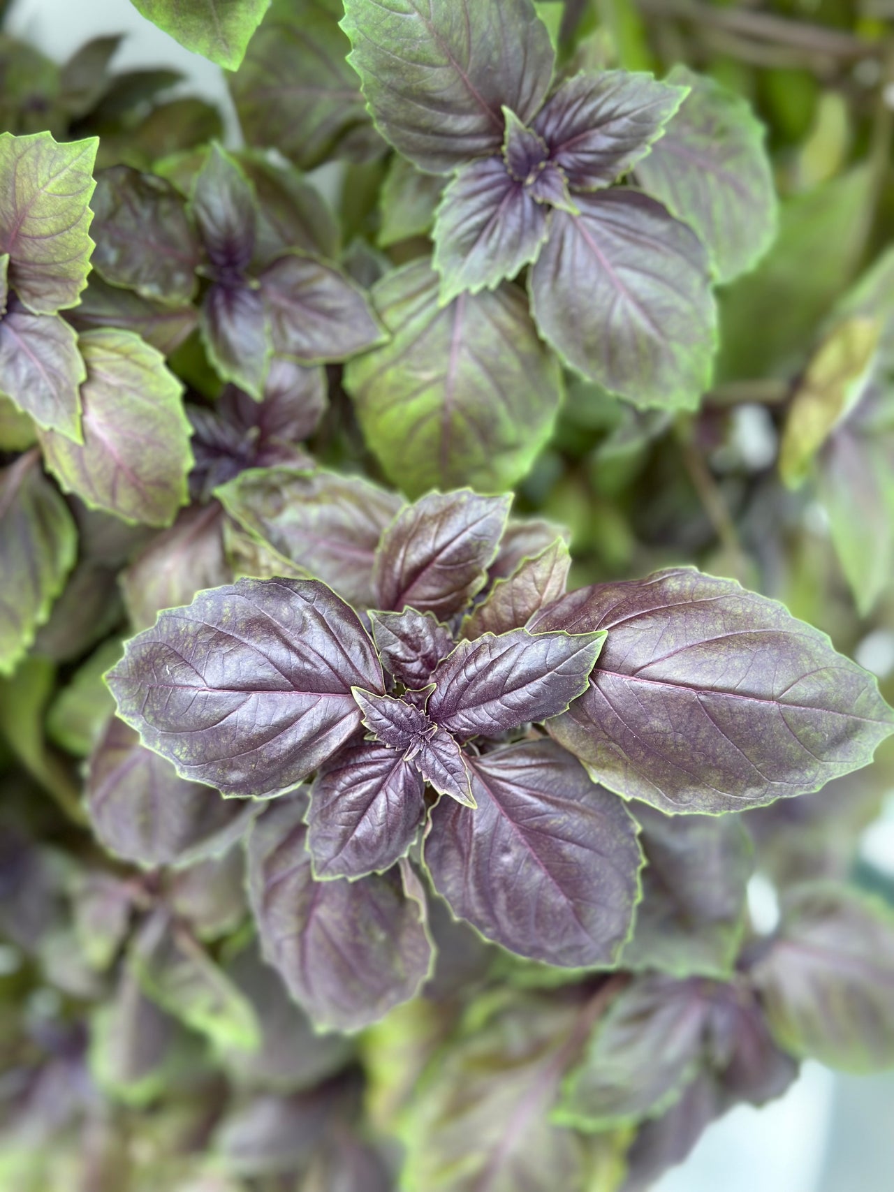 Purple Basil