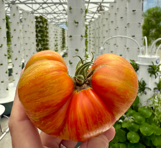Hot Streak Heirloom Tomato