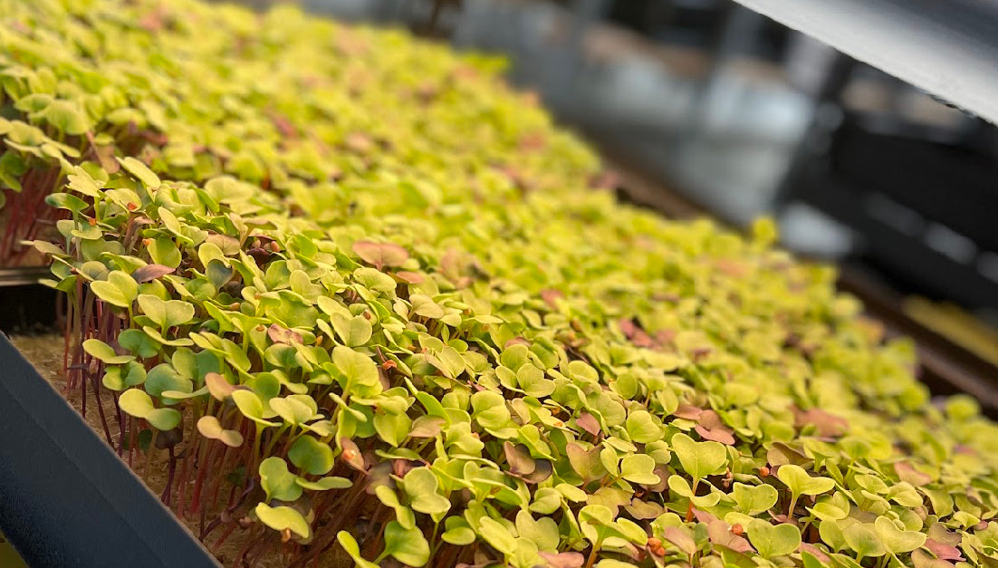 Radish Micro Mix