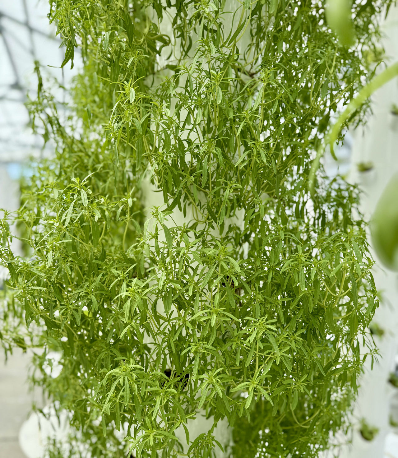 Russian Tarragon